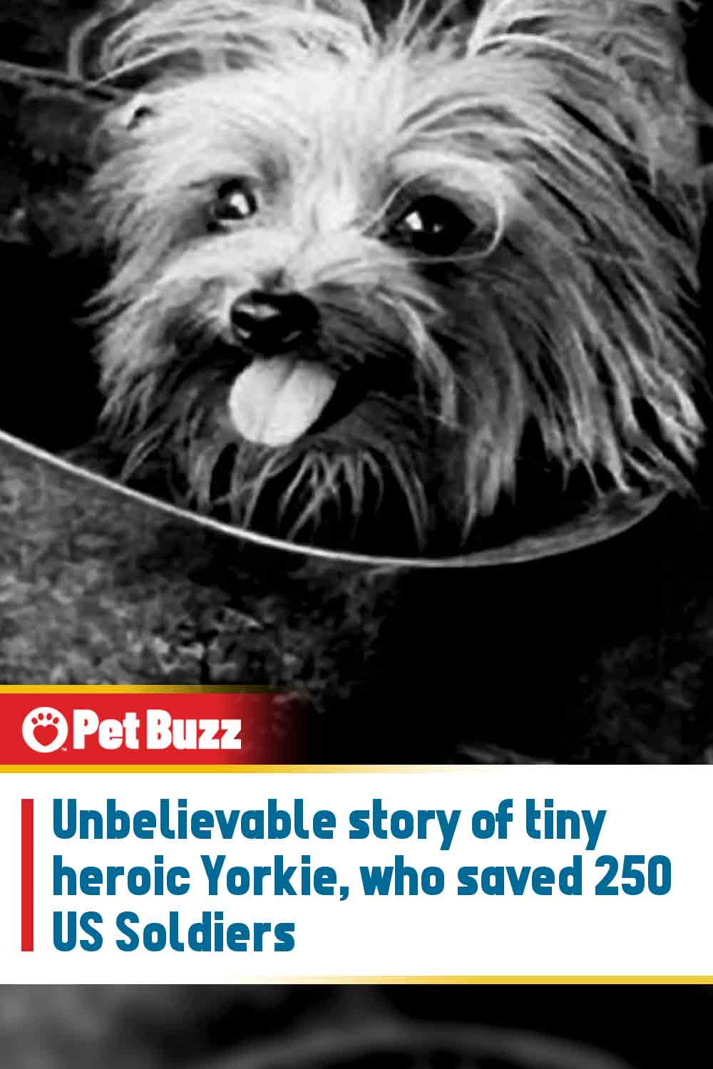 Unbelievable story of tiny heroic Yorkie, who saved 250 US Soldiers