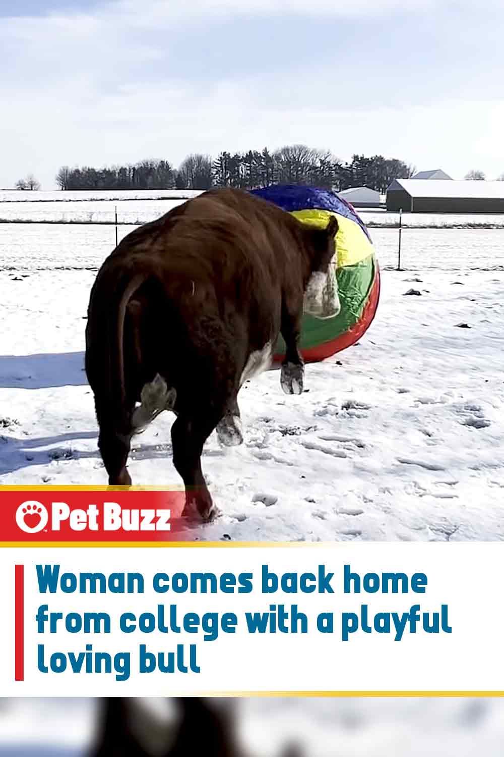 Woman comes back home from college with a playful loving bull