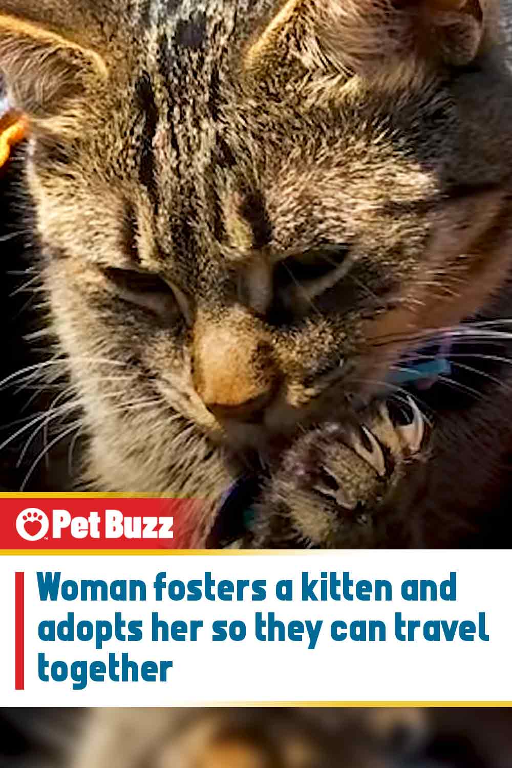 Woman fosters a kitten and adopts her so they can travel together