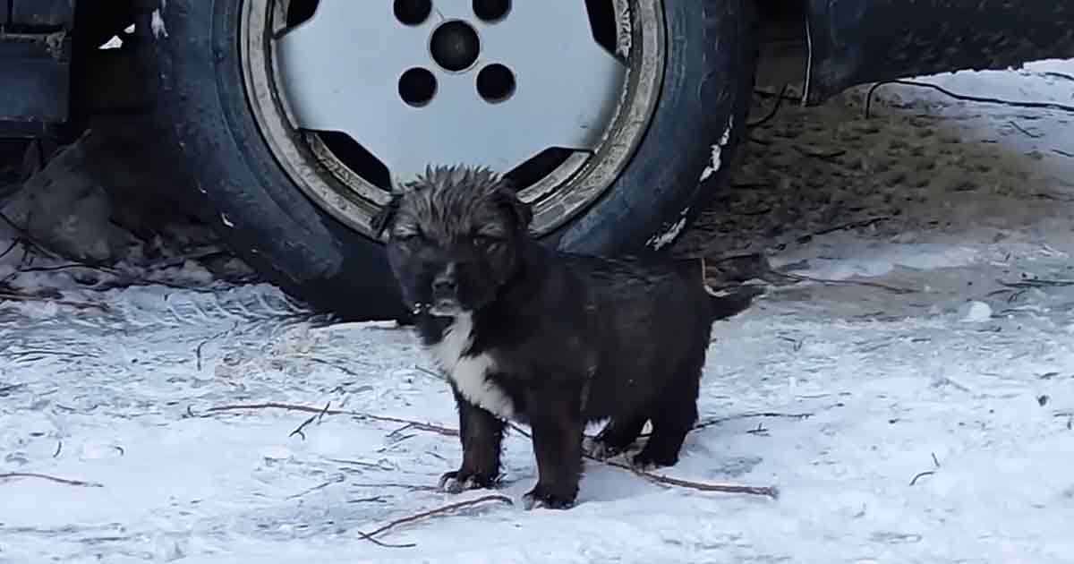 Adorable puppy