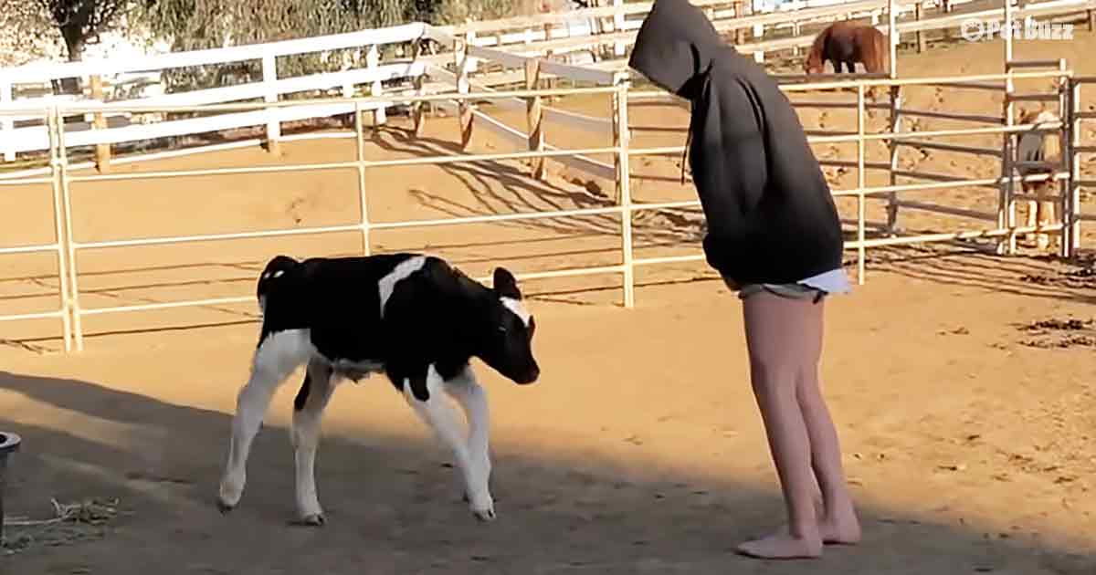 Sweet baby cow
