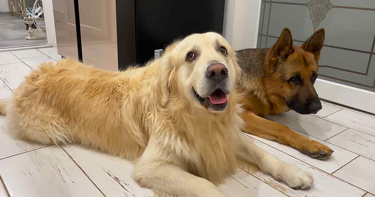 Golden Retriever and German Shepherd