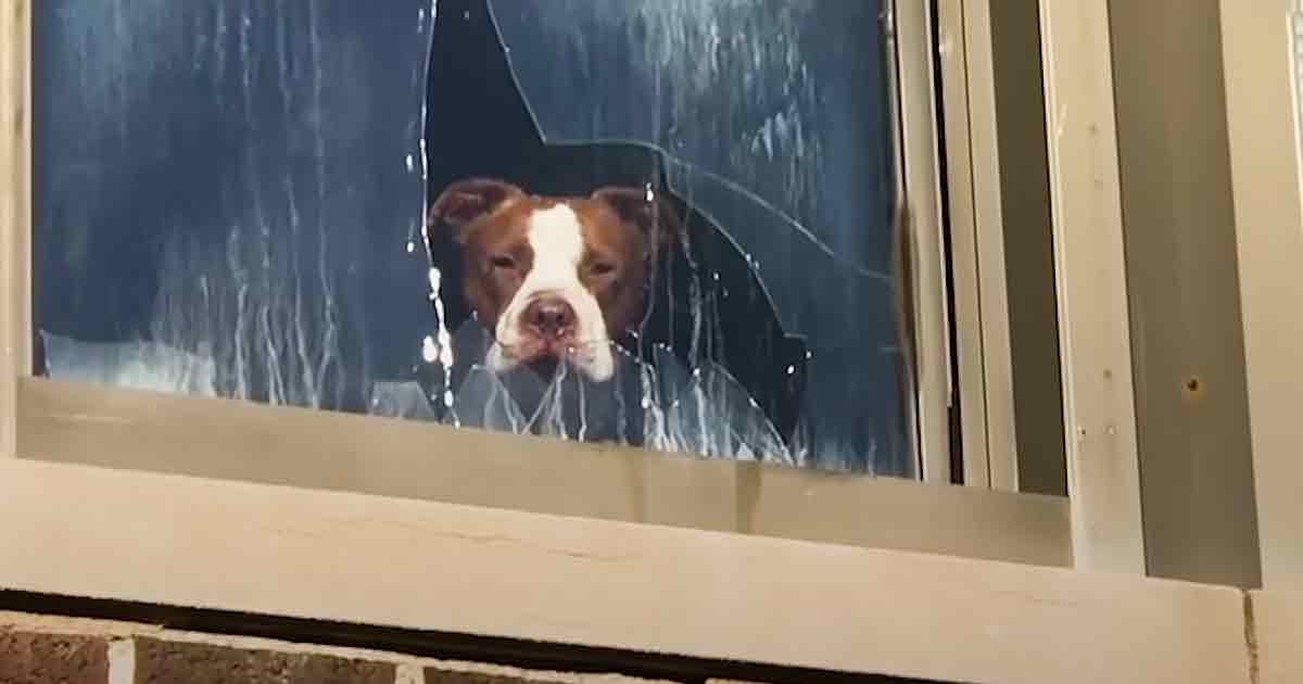 Trapped Pittie