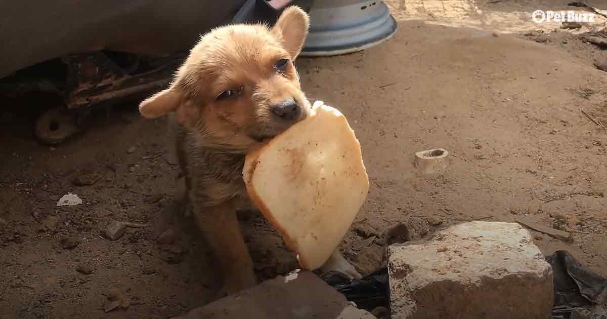 Lost and lonely puppy