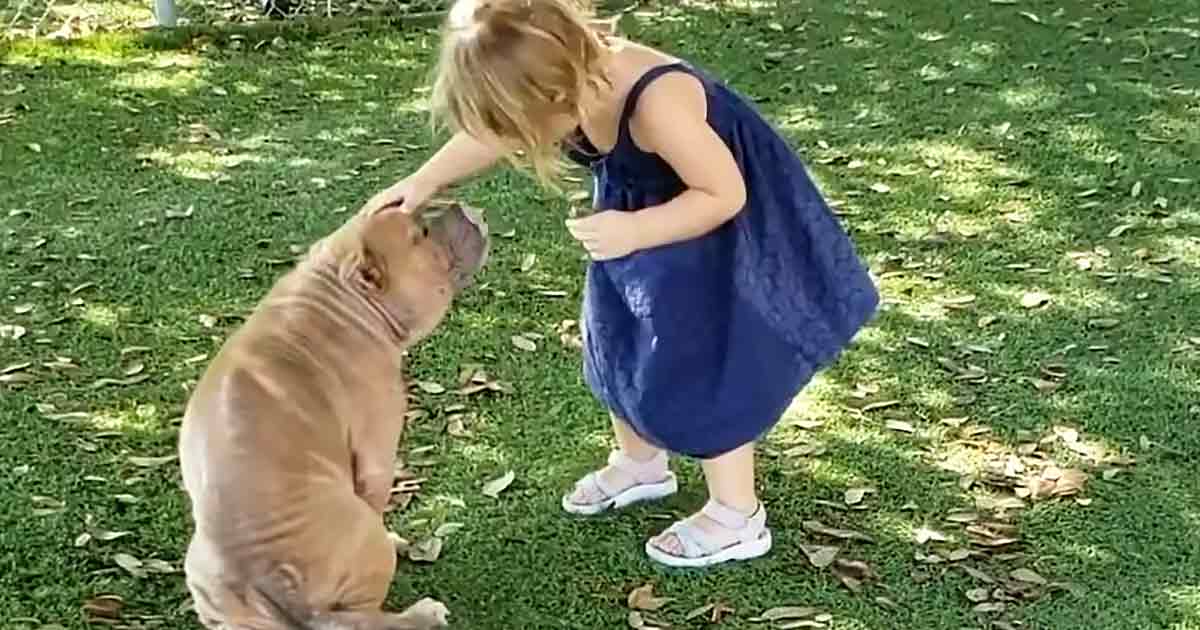 Pit Bull and toddler