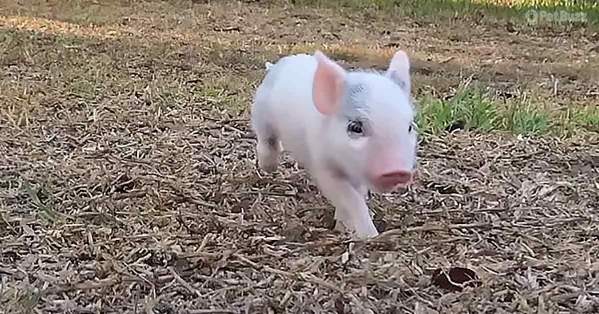Tiniest piglet