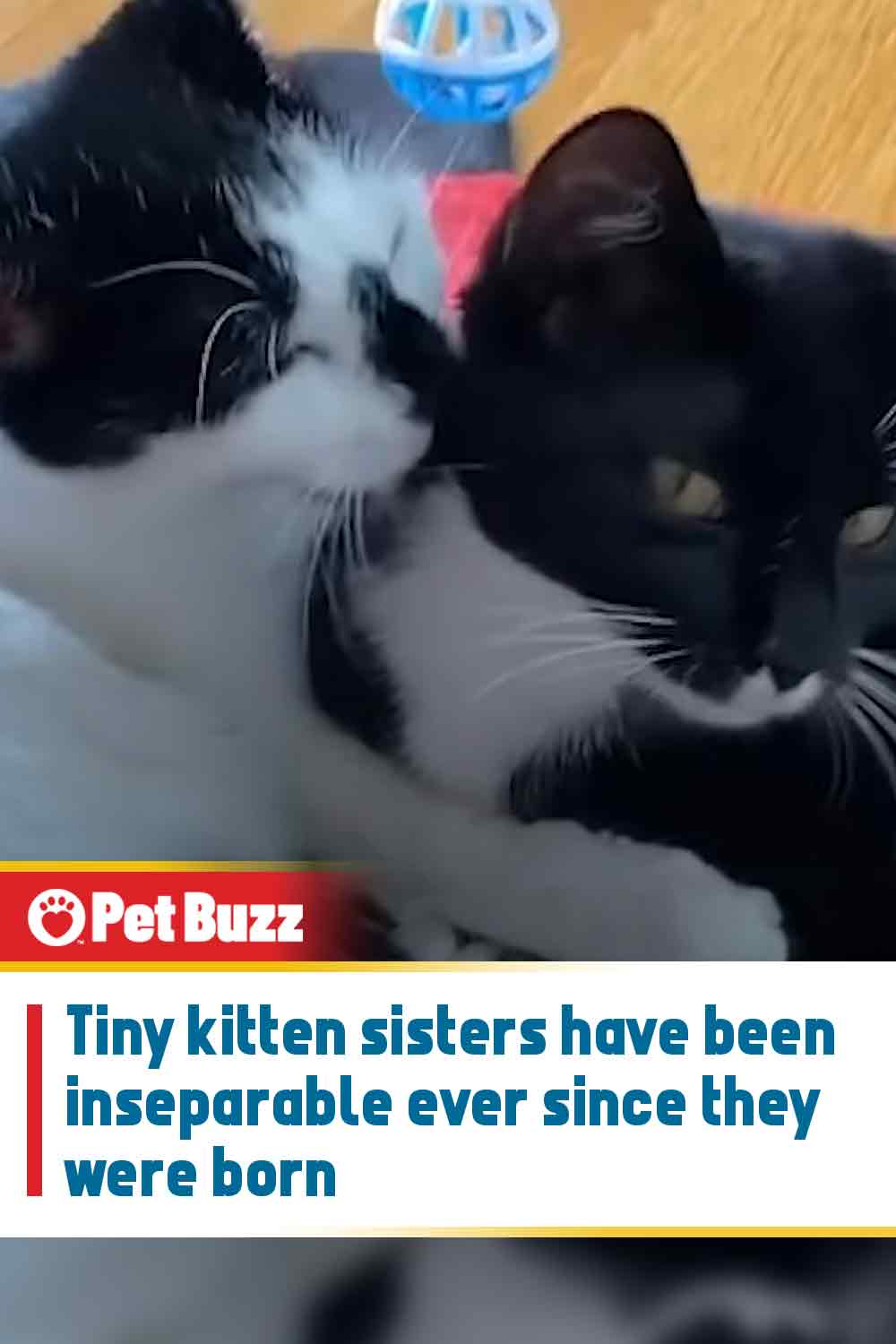 Tiny kitten sisters have been inseparable ever since they were born