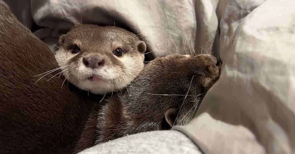 Otter siblings