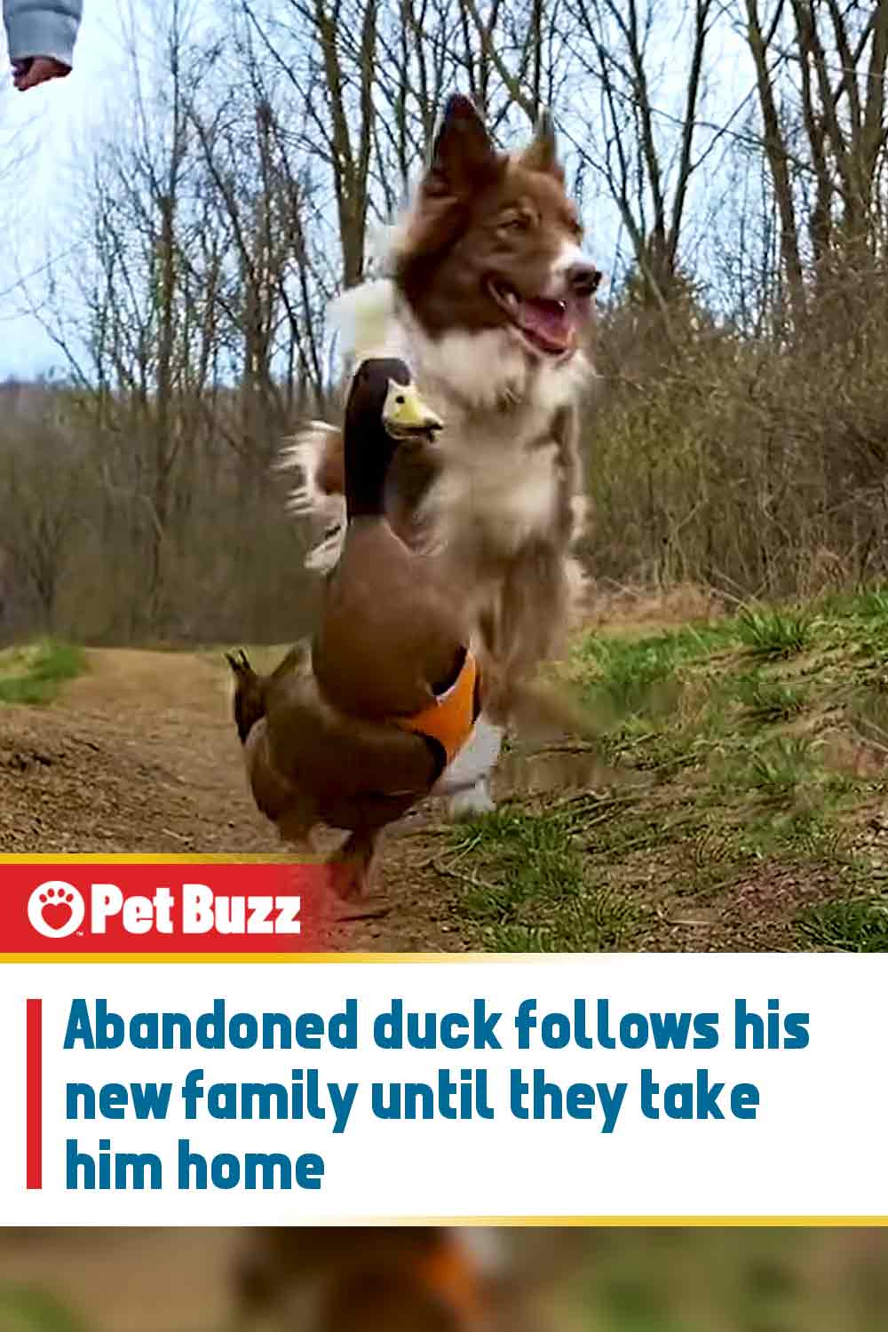 Abandoned duck follows his new family until they take him home