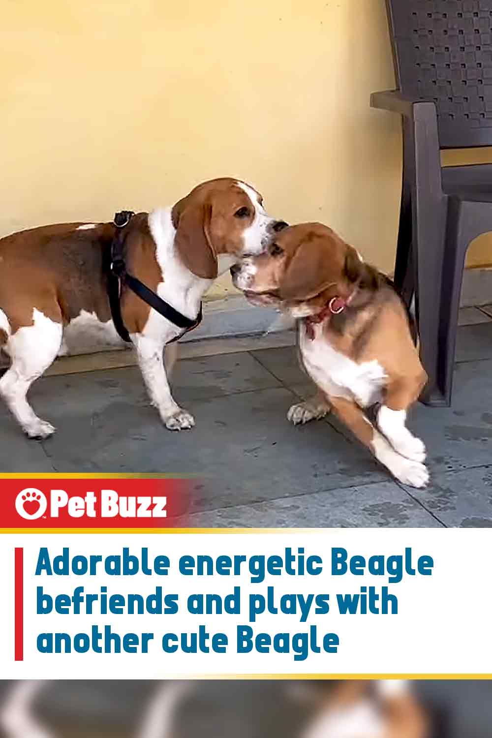 Adorable energetic Beagle befriends and plays with another cute Beagle