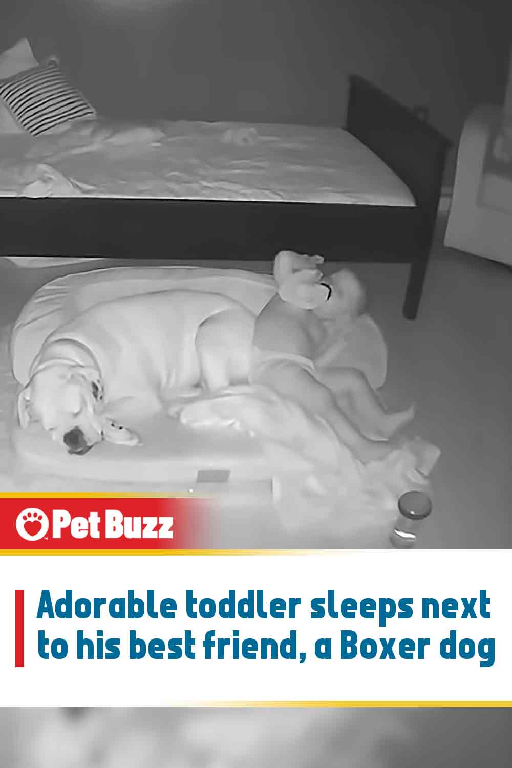 Adorable toddler sleeps next to his best friend, a Boxer dog
