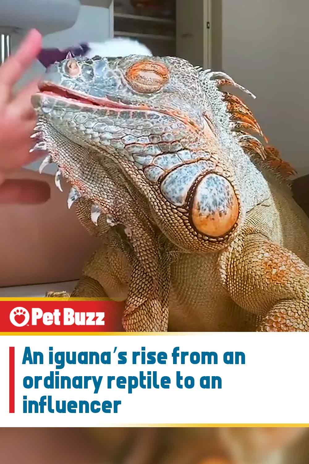 An iguana’s rise from an ordinary reptile to an influencer