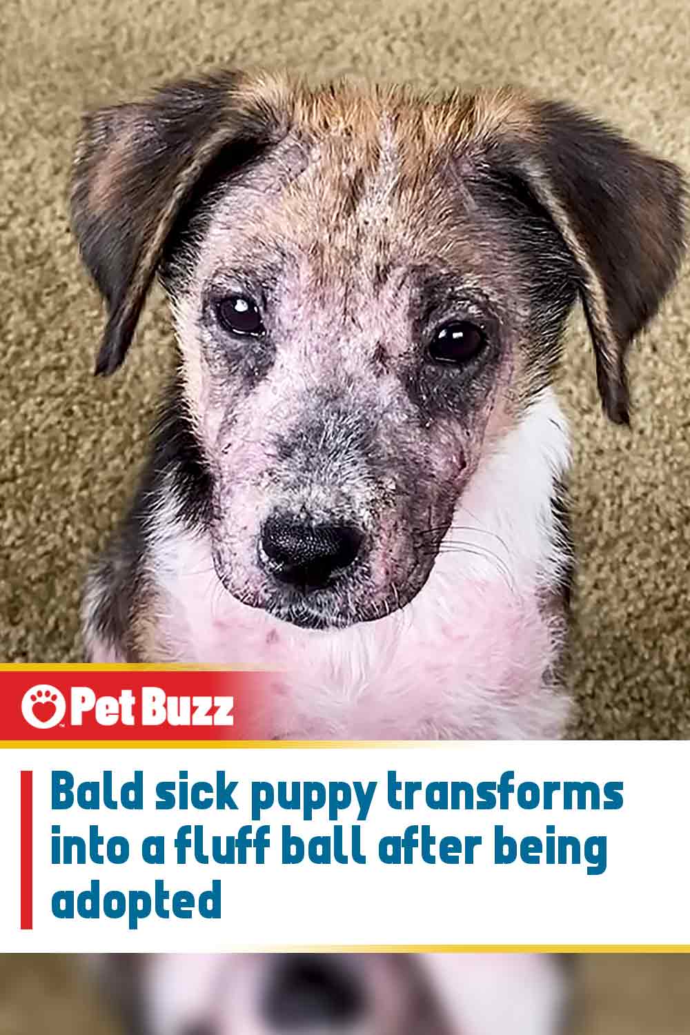 Bald sick puppy transforms into a fluff ball after being adopted