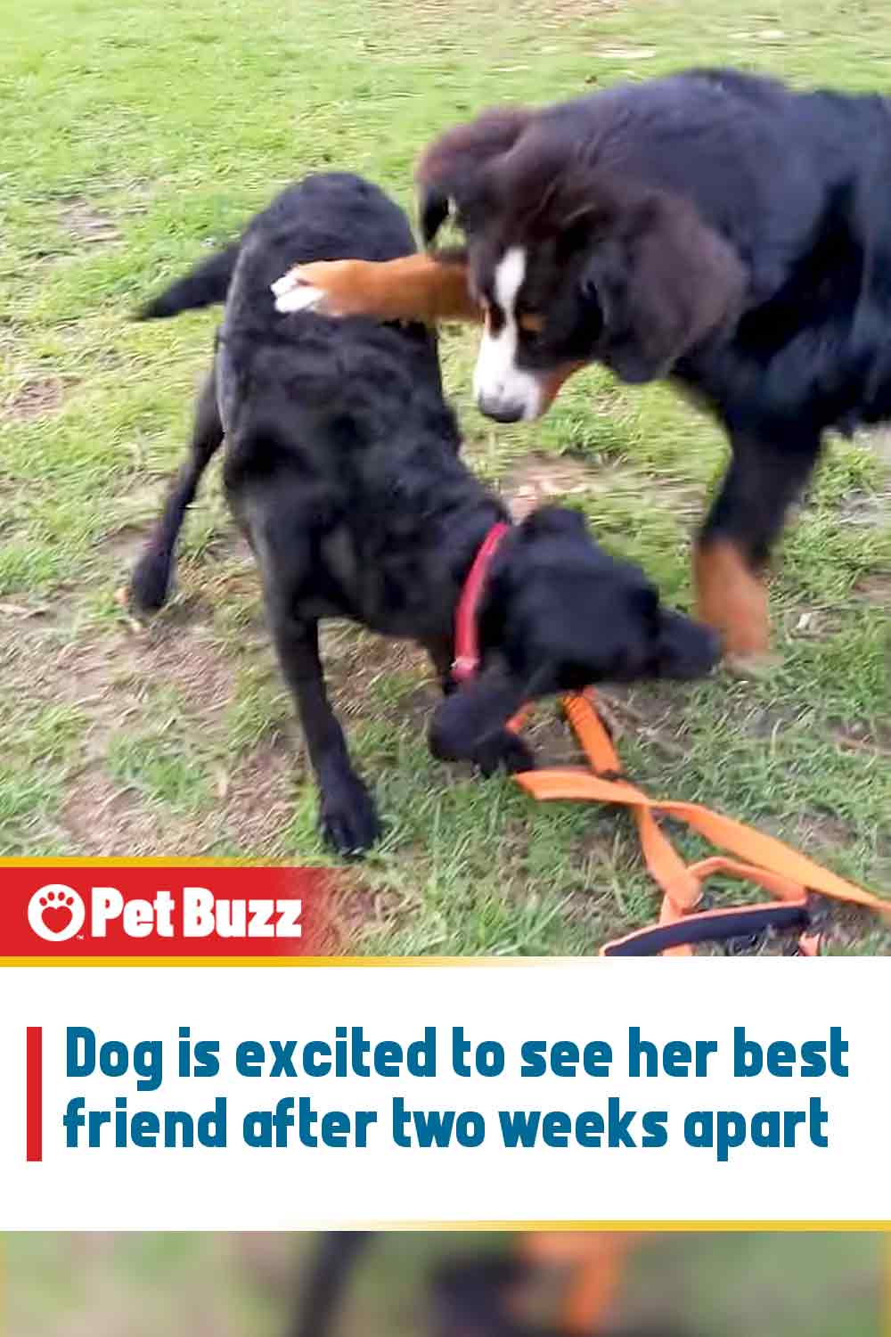 Dog is excited to see her best friend after two weeks apart