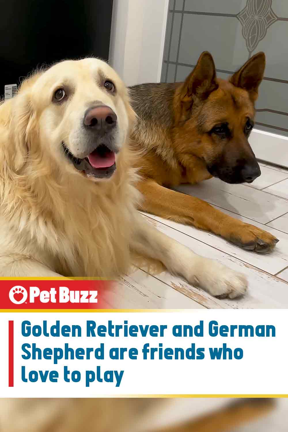 Golden Retriever and German Shepherd are friends who love to play