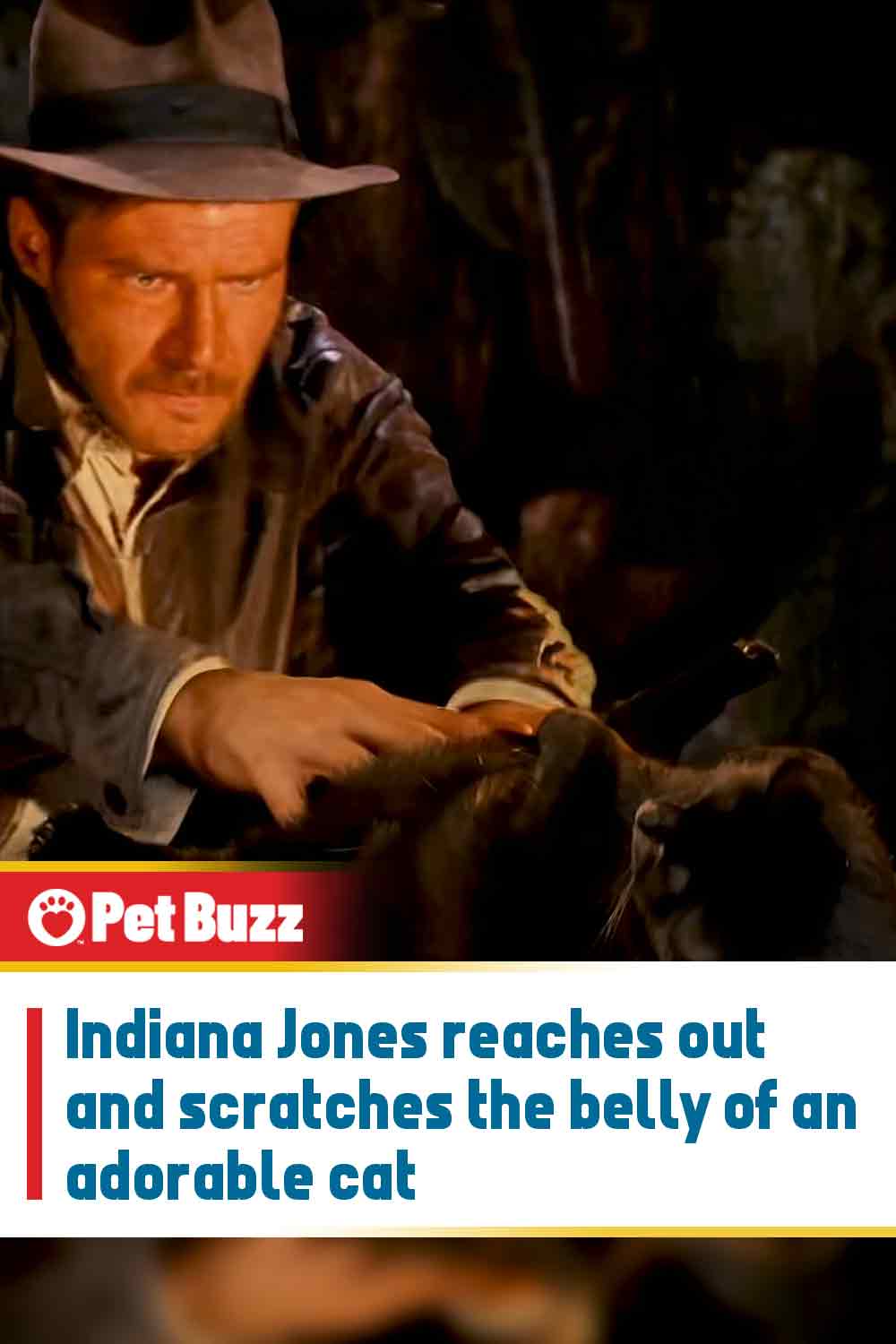 Indiana Jones reaches out and scratches the belly of an adorable cat