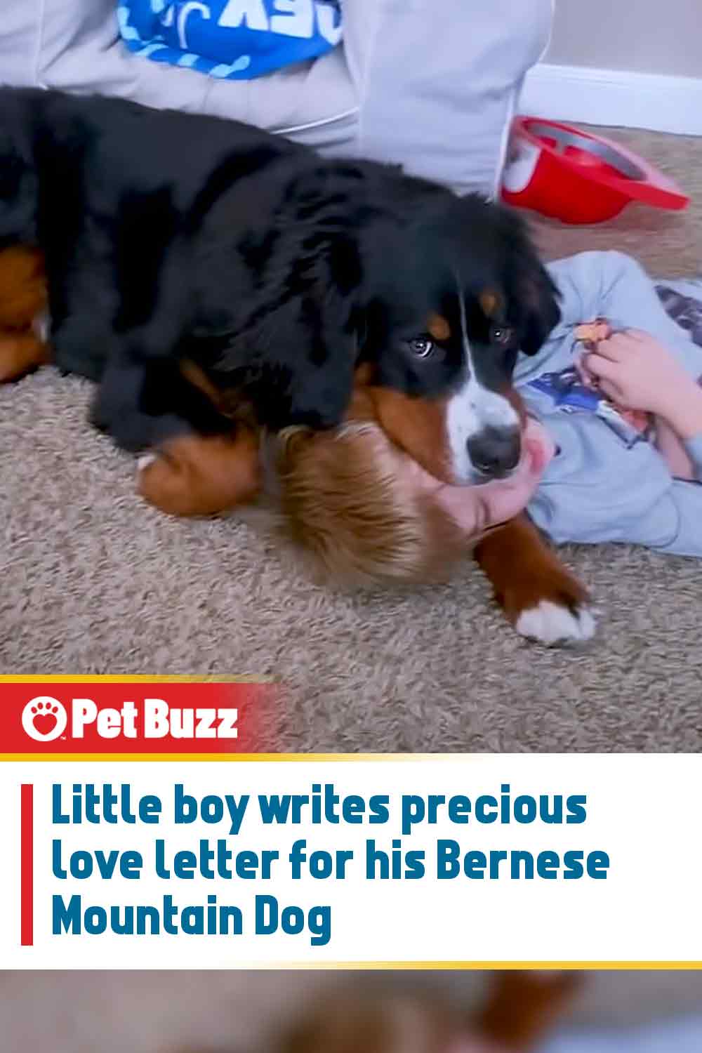 Little boy writes precious love letter for his Bernese Mountain Dog