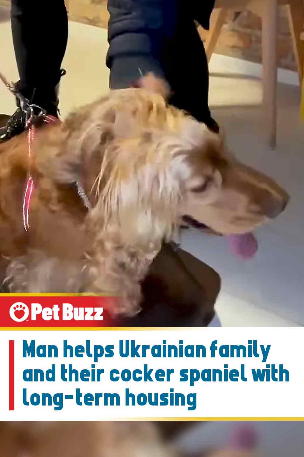 Man helps Ukrainian family and their cocker spaniel with long-term housing