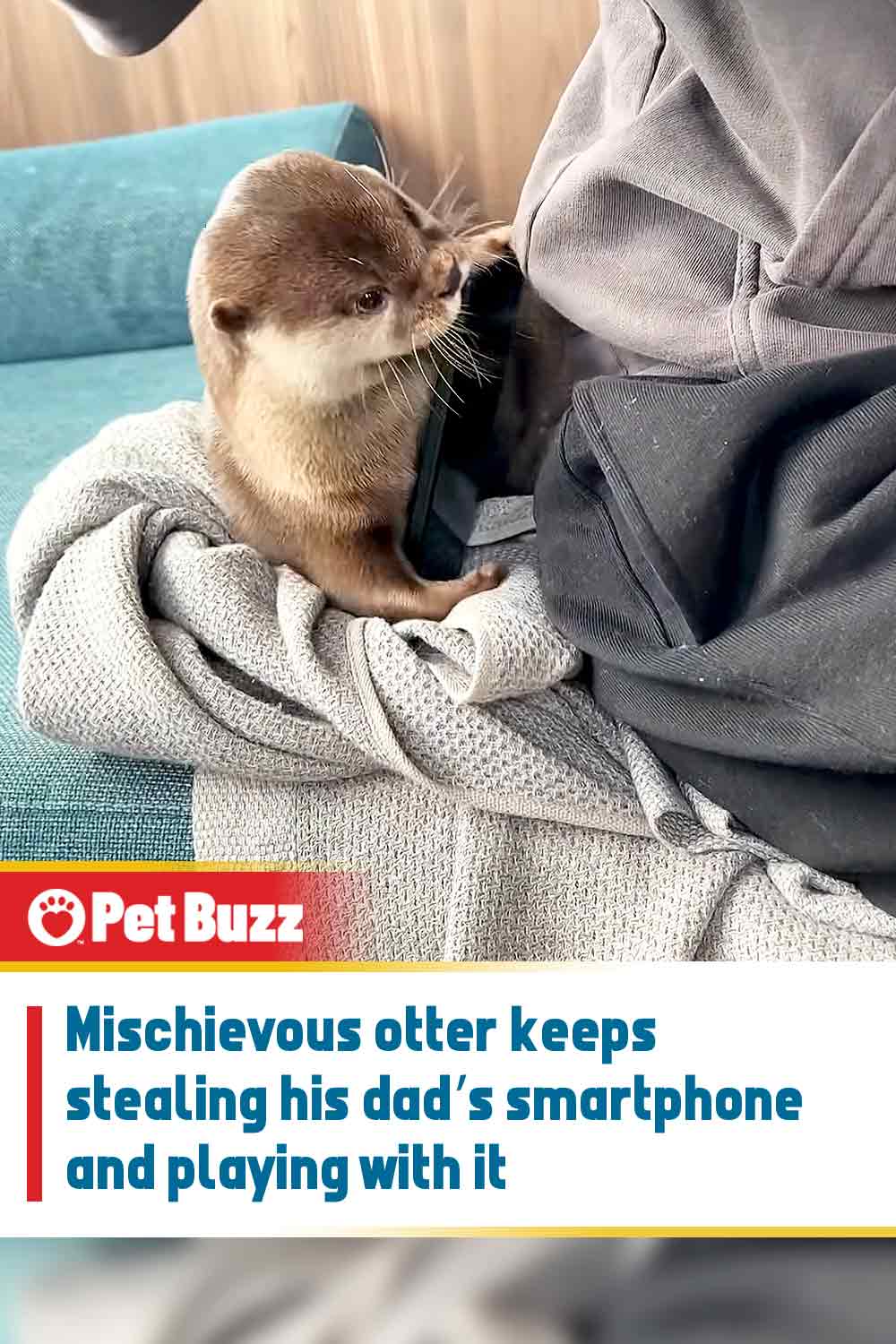 Mischievous otter keeps stealing his dad’s smartphone and playing with it