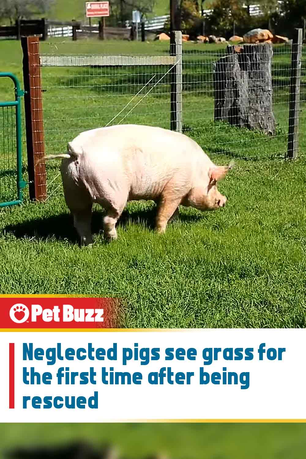 Neglected pigs see grass for the first time after being rescued