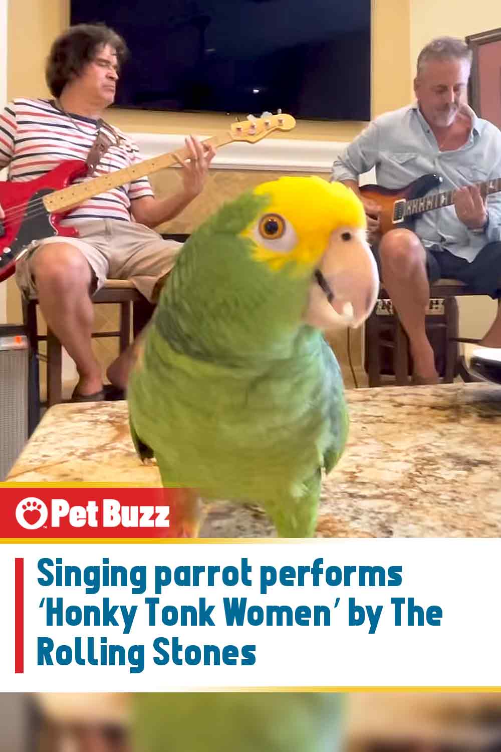 Singing parrot performs ‘Honky Tonk Women’ by The Rolling Stones