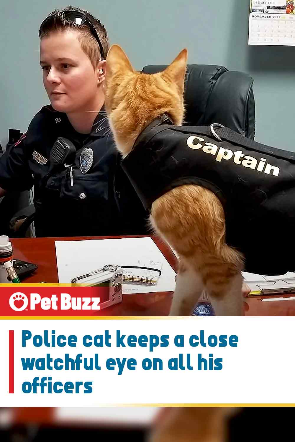 Police cat keeps a close watchful eye on all his officers
