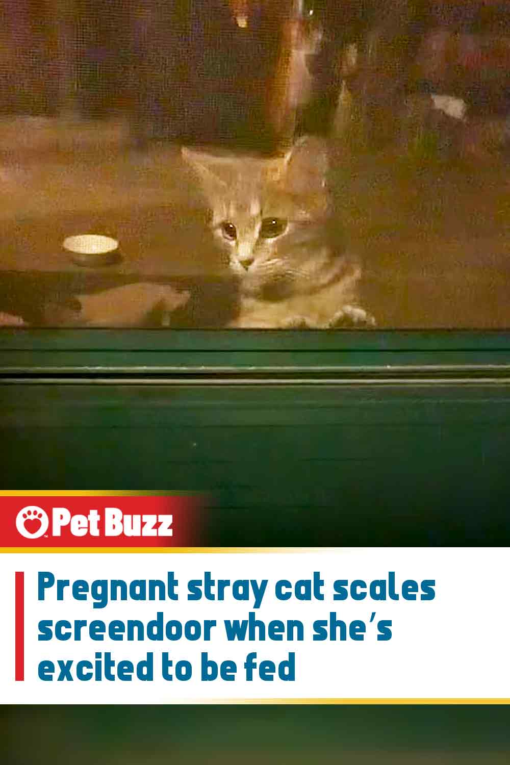 Pregnant stray cat scales screendoor when she’s excited to be fed