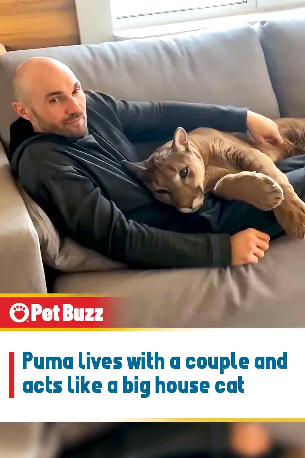Puma lives with a couple and acts like a big house cat