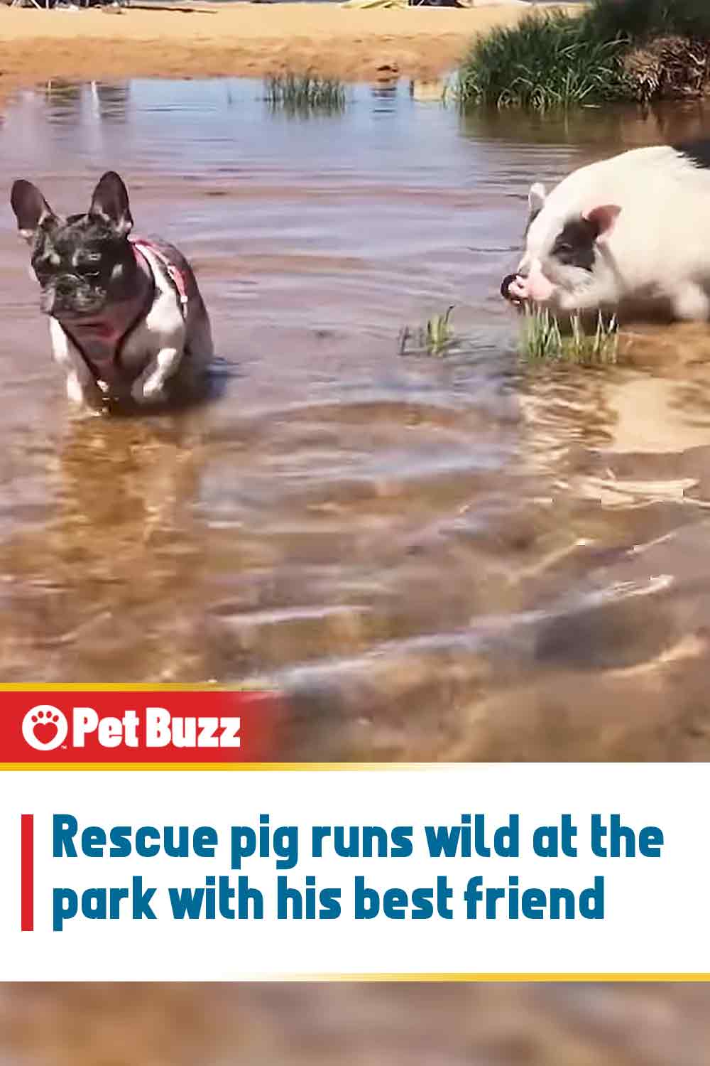 Rescue pig runs wild at the park with his best friend