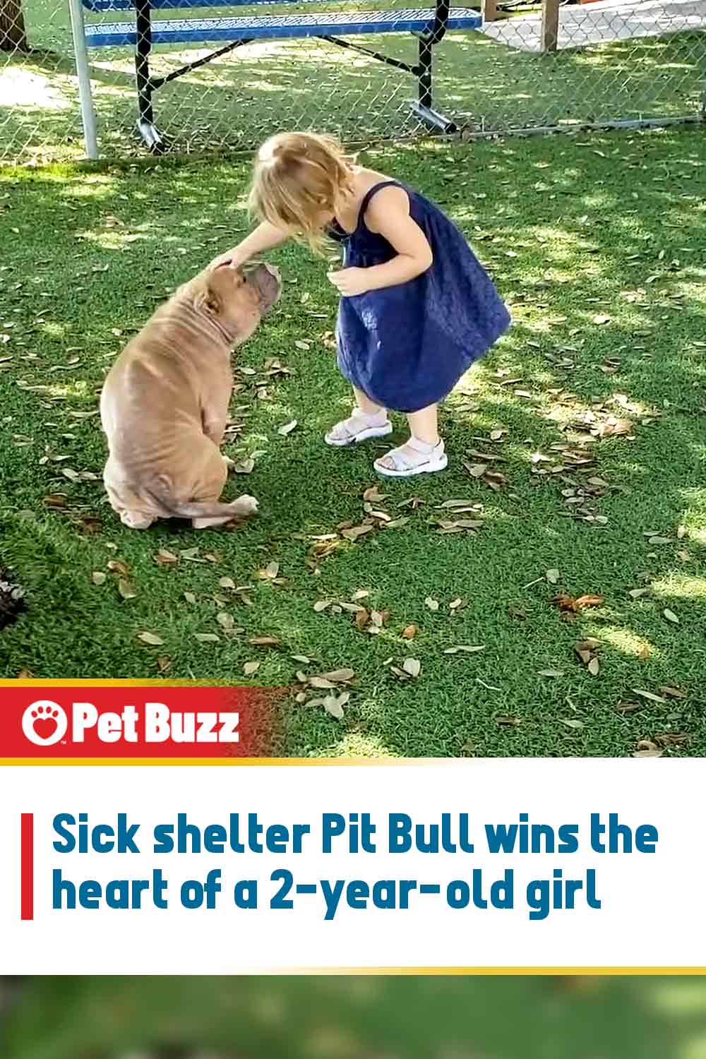 Sick shelter Pit Bull wins the heart of a 2-year-old girl