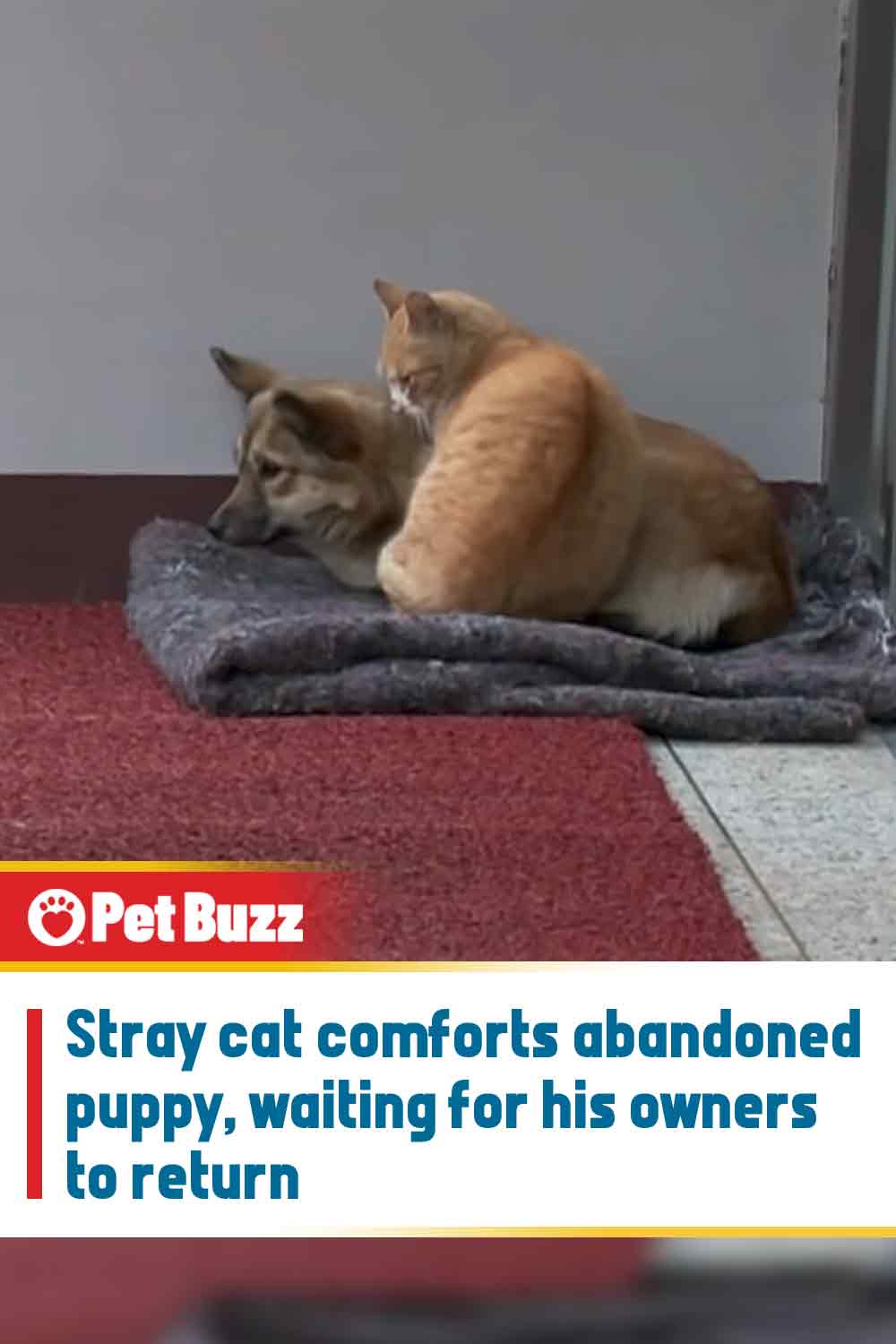 Stray cat comforts abandoned puppy, waiting for his owners to return