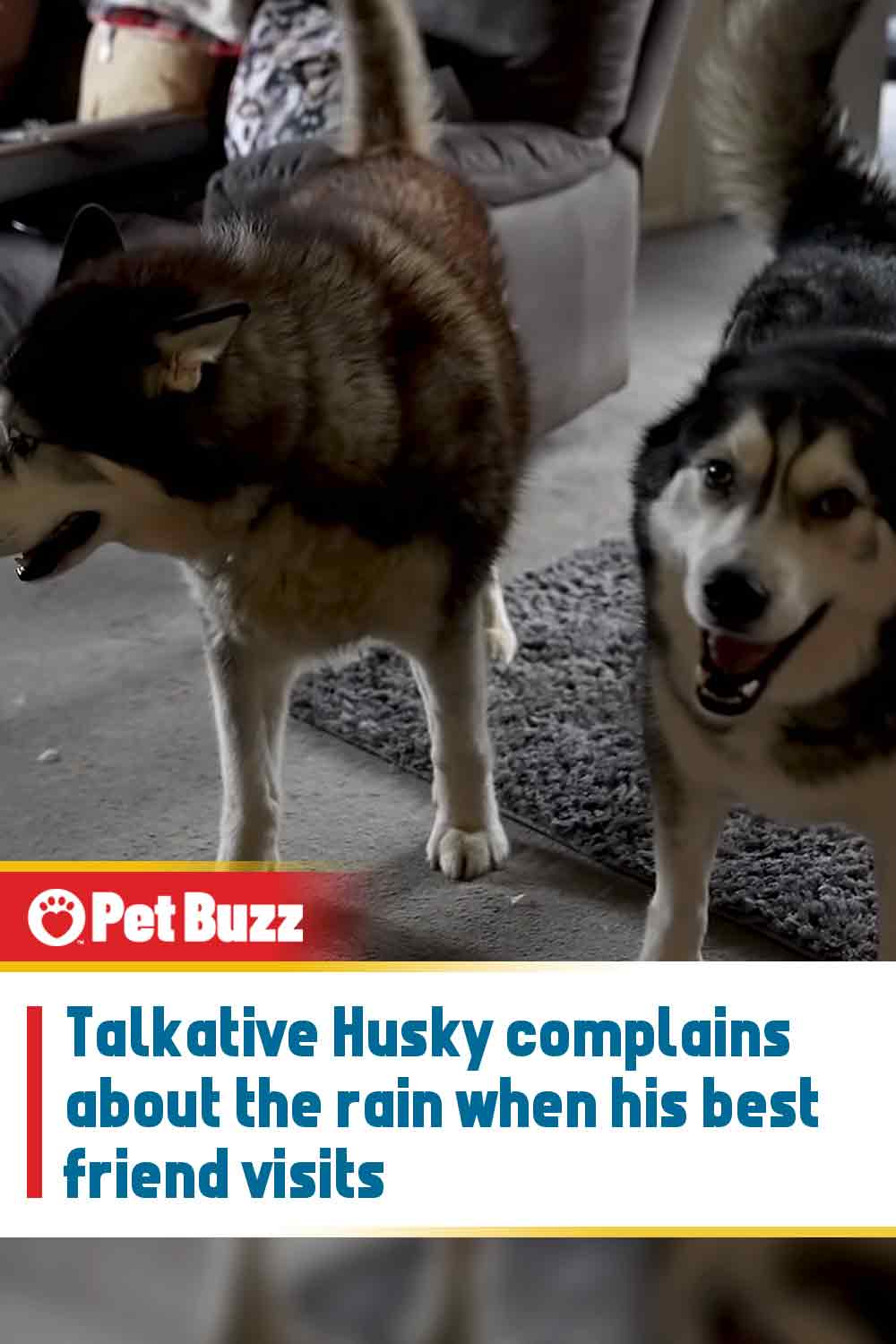 Talkative Husky complains about the rain when his best friend visits