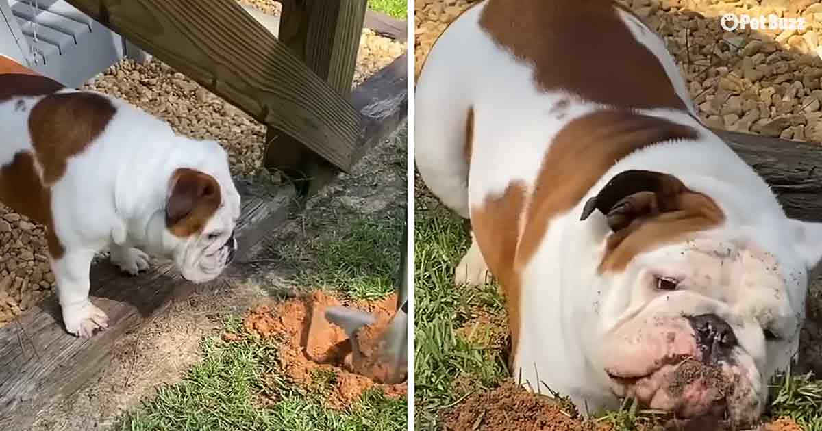 Adorable Bulldog