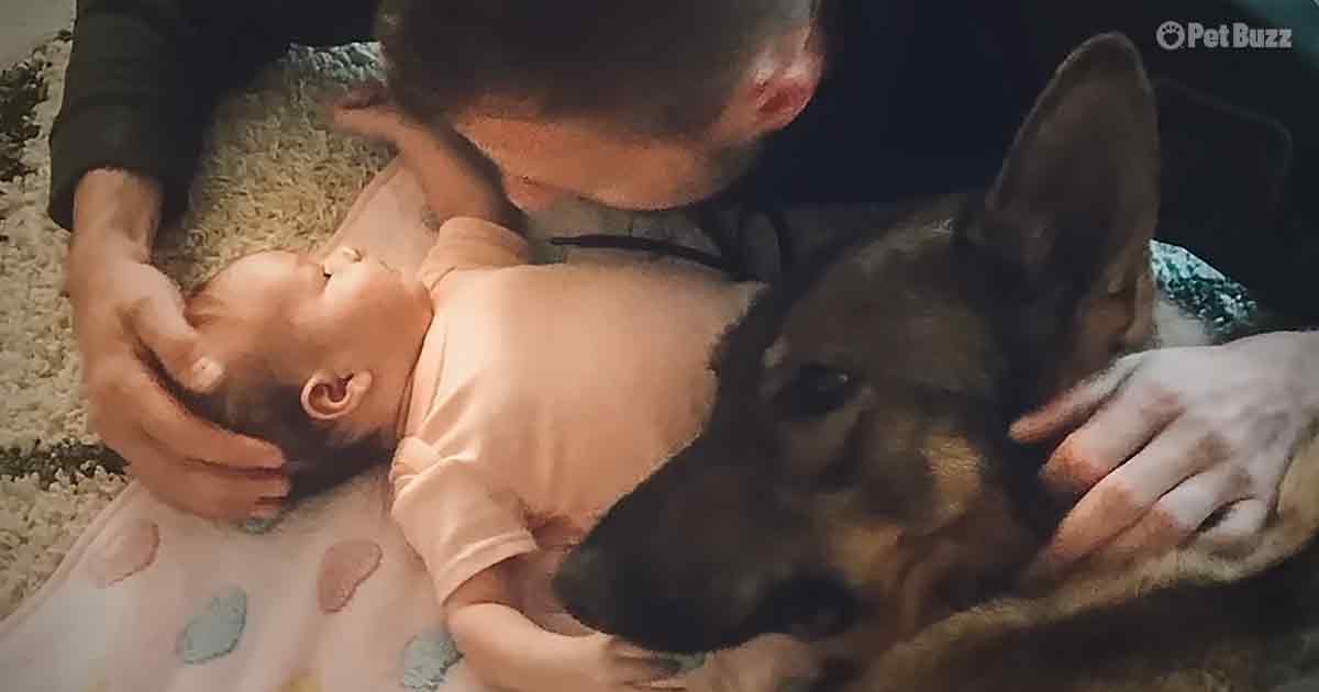 Police dog and baby