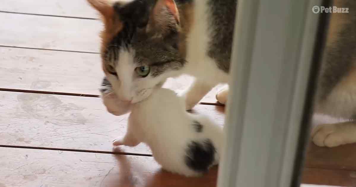 Mama cat and newborn kitten