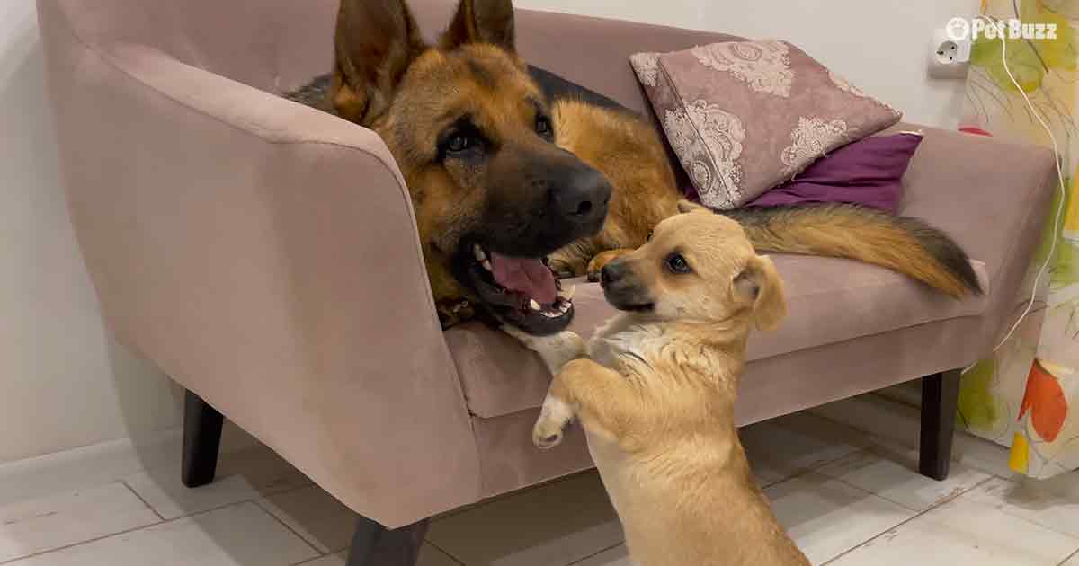 German Shepherd and cute puppy