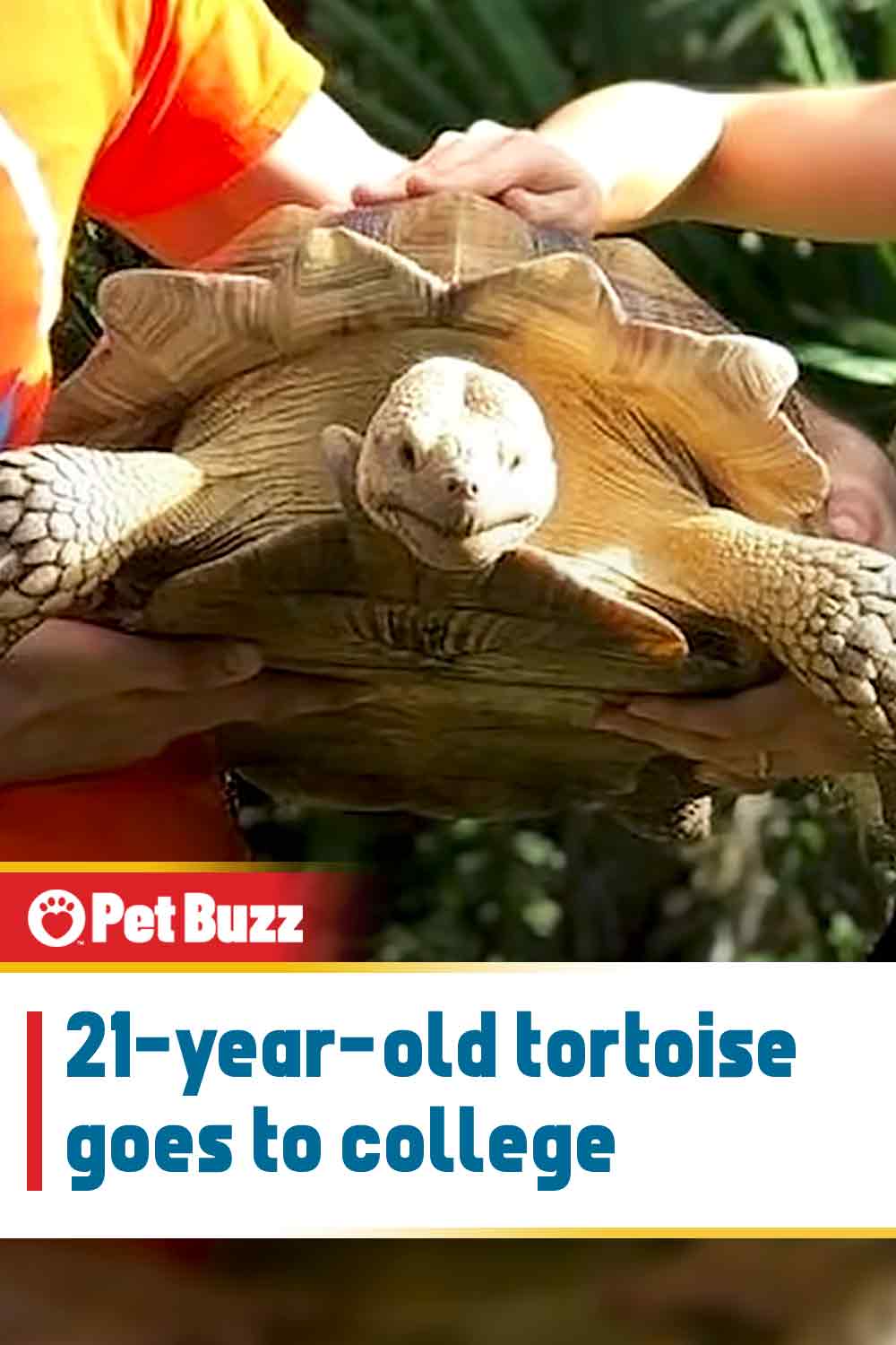 21-year-old tortoise goes to college