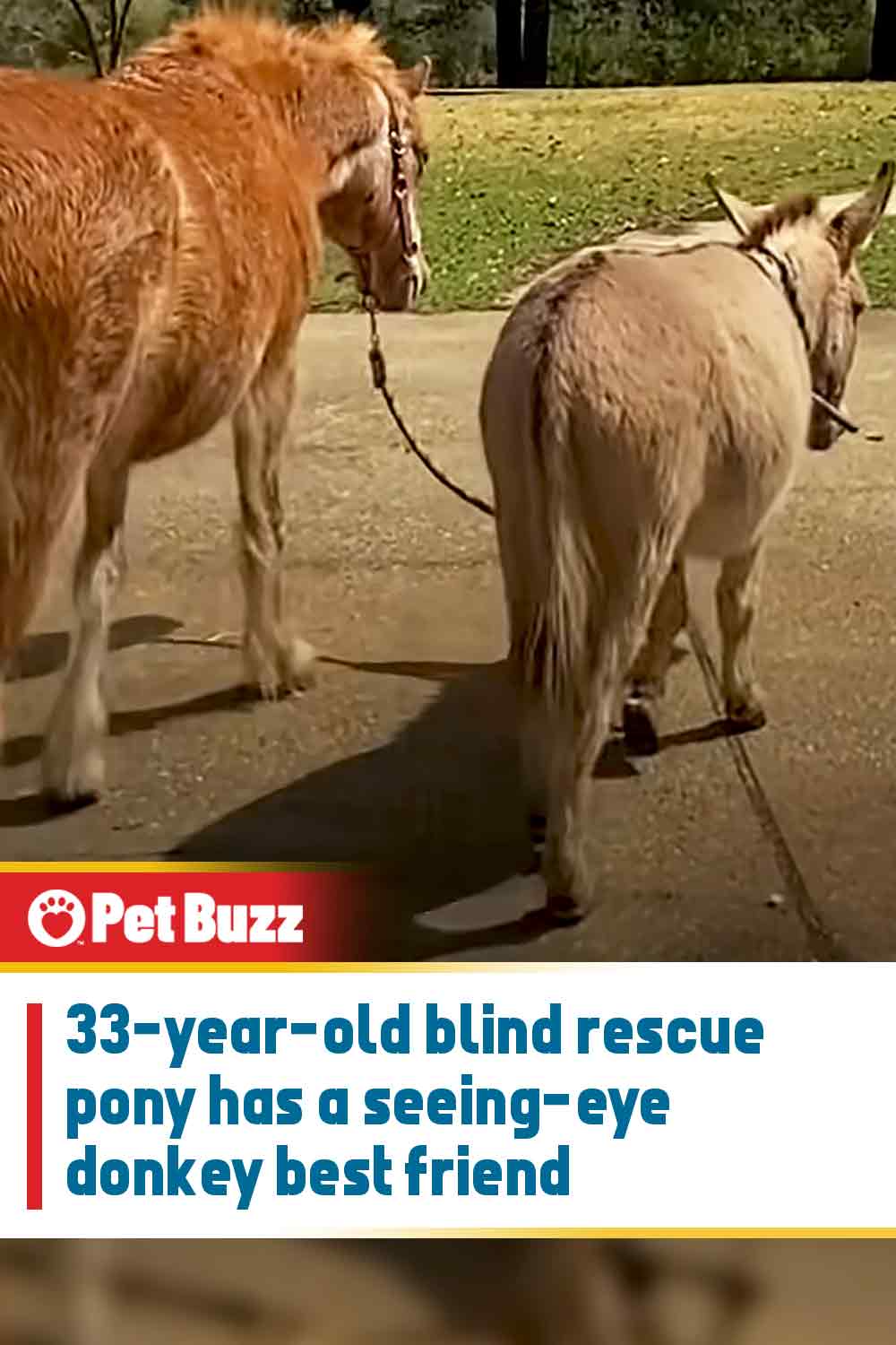 33-year-old blind rescue pony has a seeing-eye donkey best friend