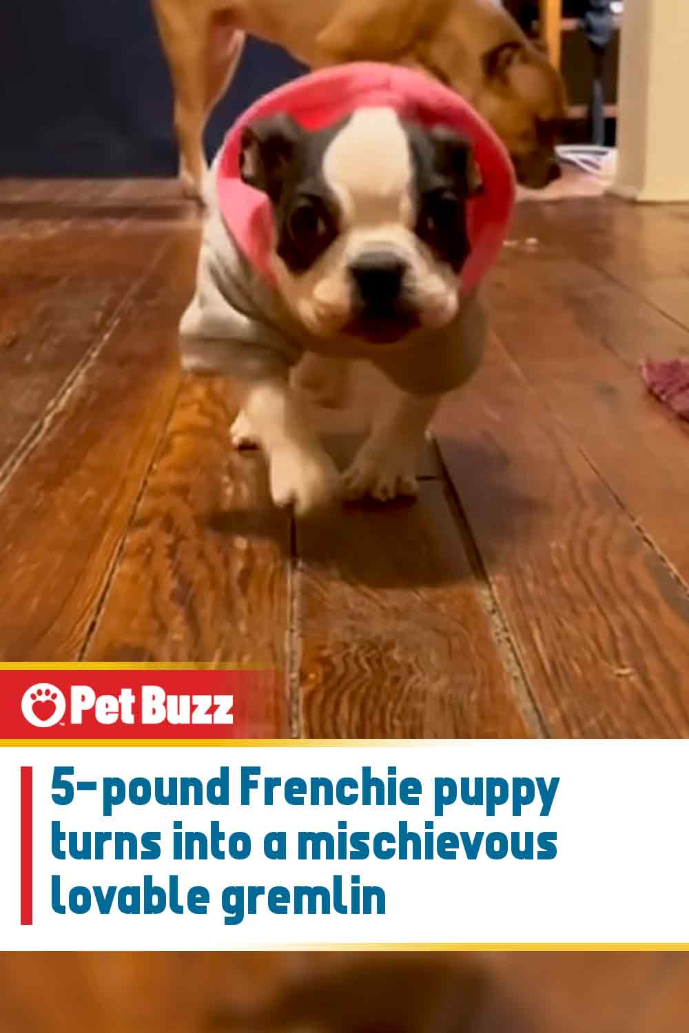 5-pound Frenchie puppy turns into a mischievous lovable gremlin