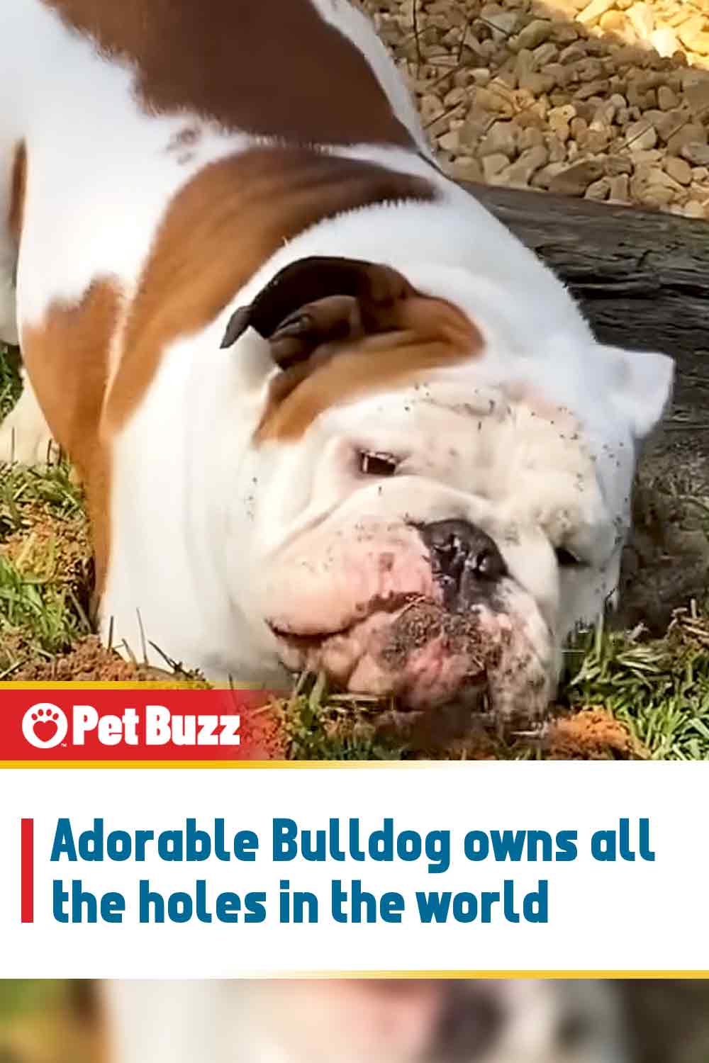Adorable Bulldog owns all the holes in the world