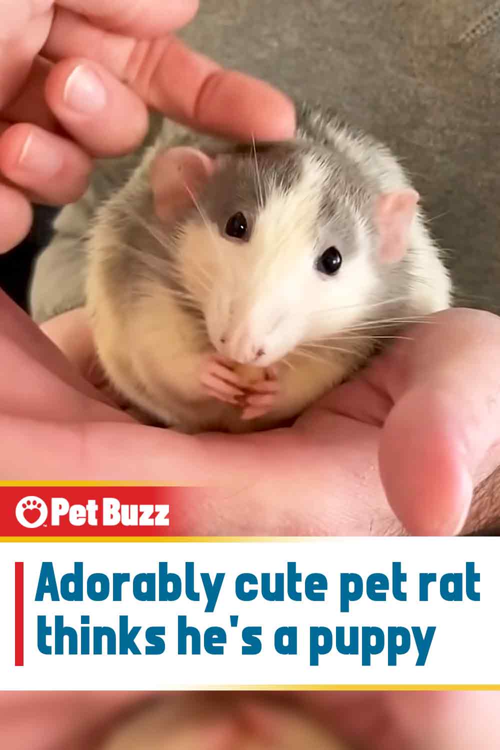 Adorably cute pet rat thinks he\'s a puppy