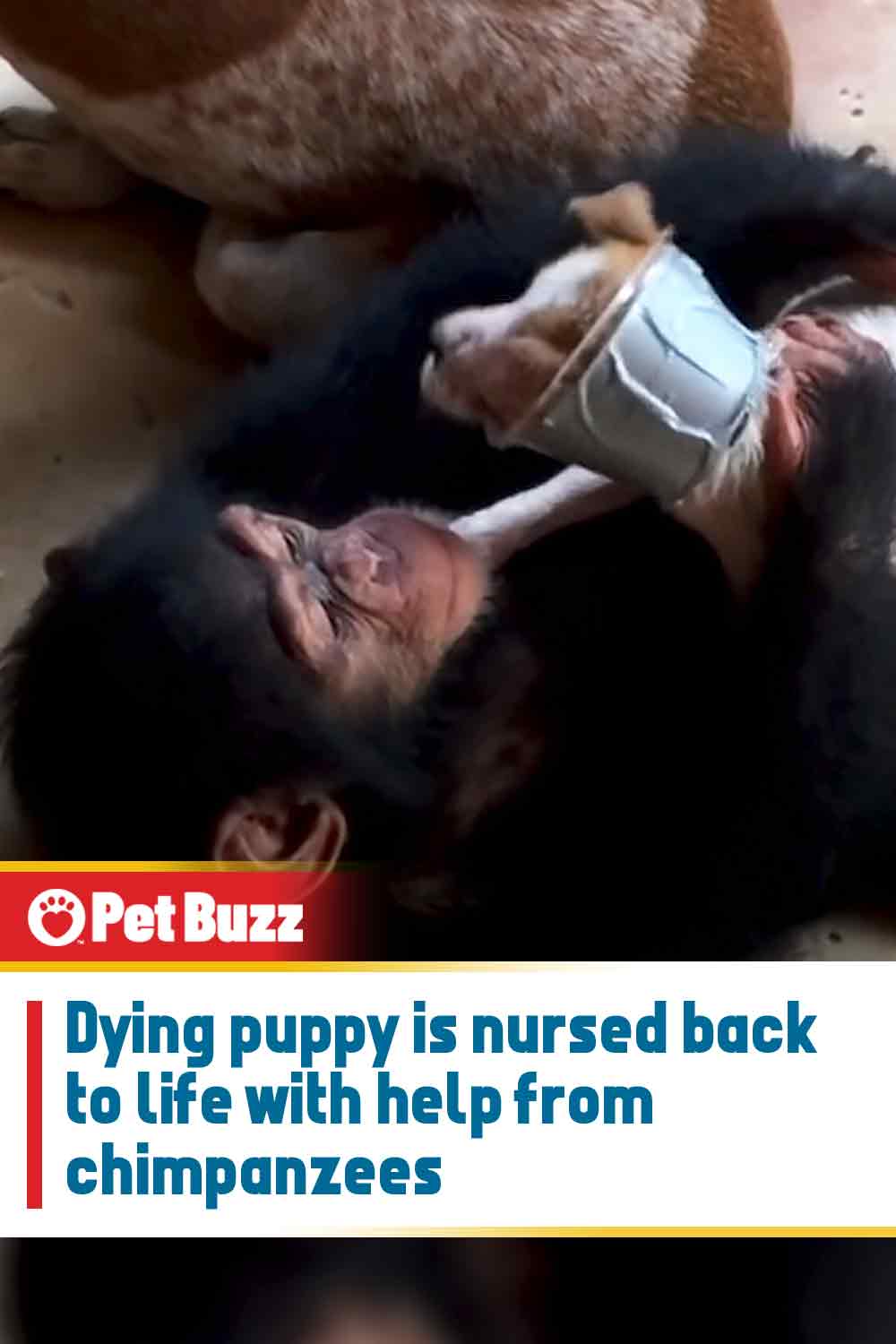 Dying puppy is nursed back to life with help from chimpanzees