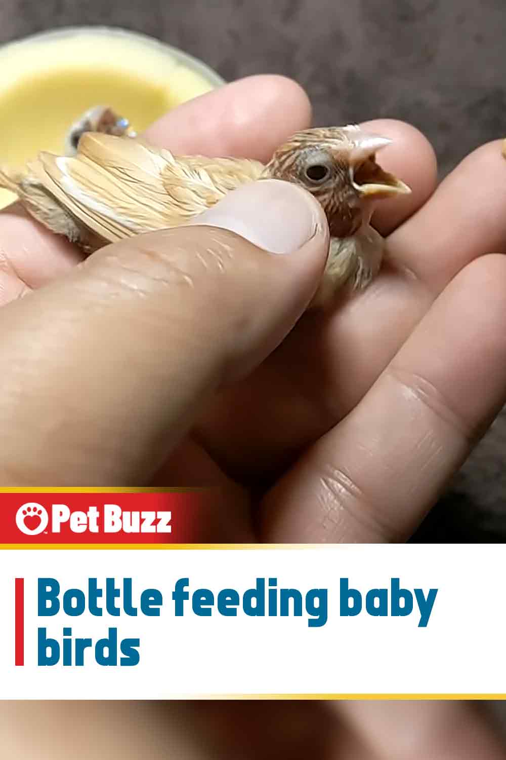 Bottle feeding baby birds