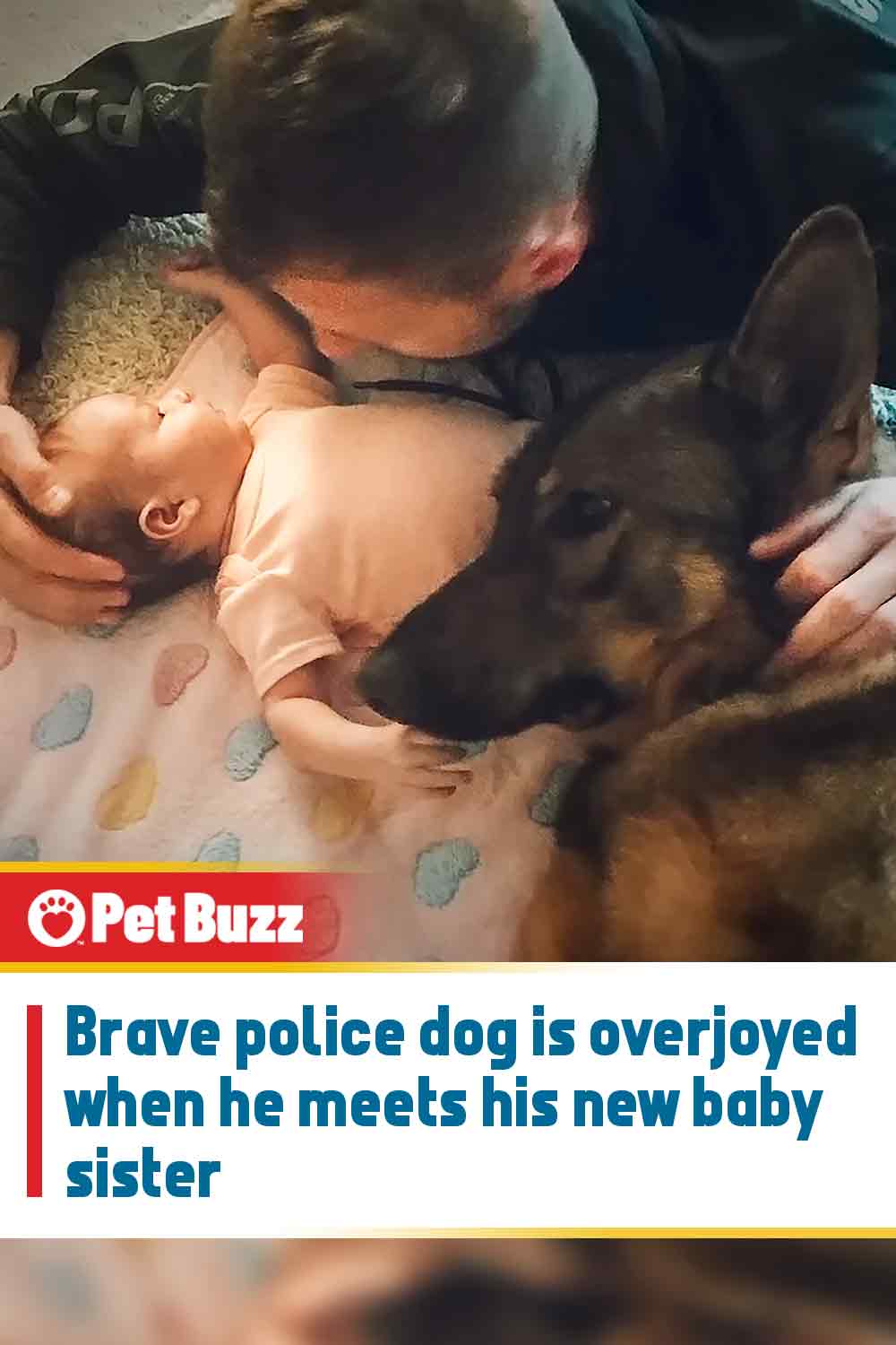 Brave police dog is overjoyed when he meets his new baby sister