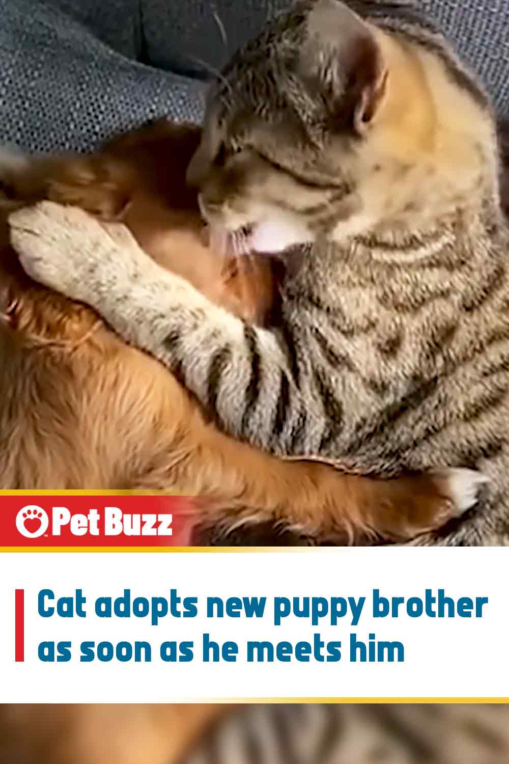 Cat adopts new puppy brother as soon as he meets him