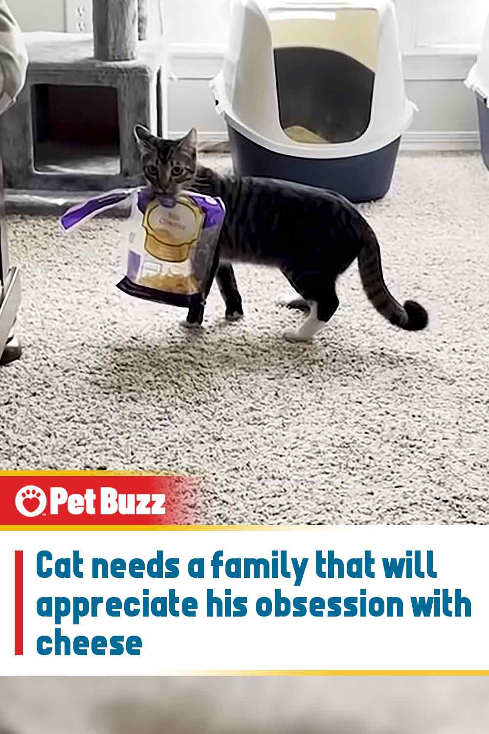 Cat needs a family that will appreciate his obsession with cheese