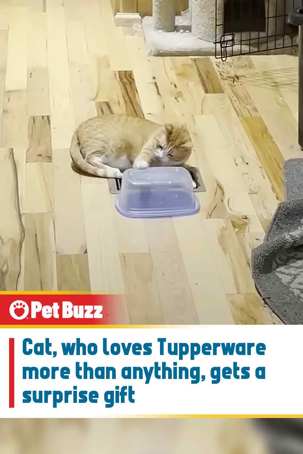 Cat, who loves Tupperware more than anything, gets a surprise gift