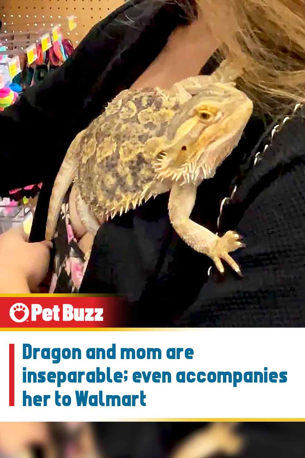 Dragon and mom are inseparable; even accompanies her to Walmart