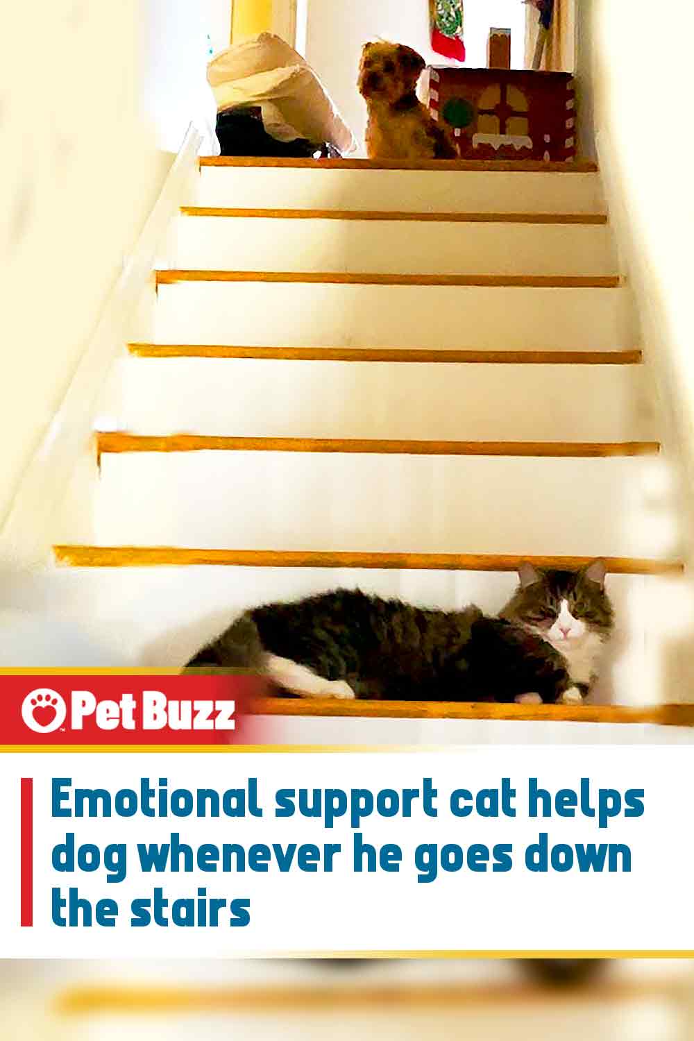 Emotional support cat helps dog whenever he goes down the stairs