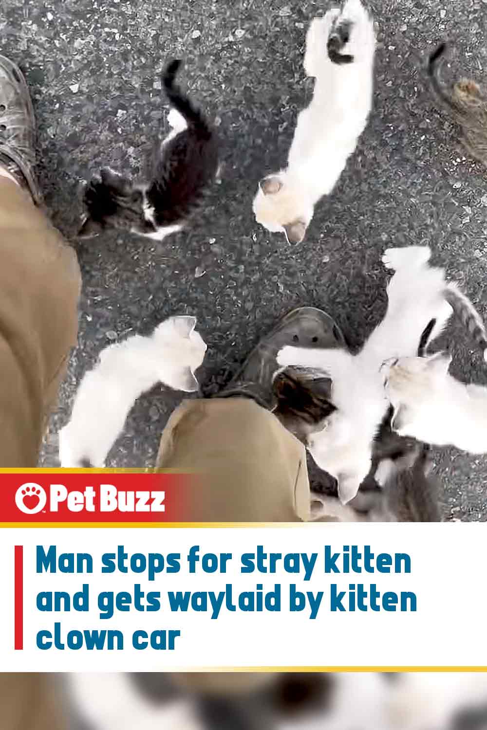 Man stops for stray kitten and gets waylaid by kitten clown car